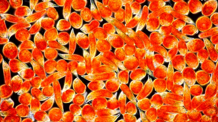 Vibrant Microscopic Organisms and Algae Under Magnification