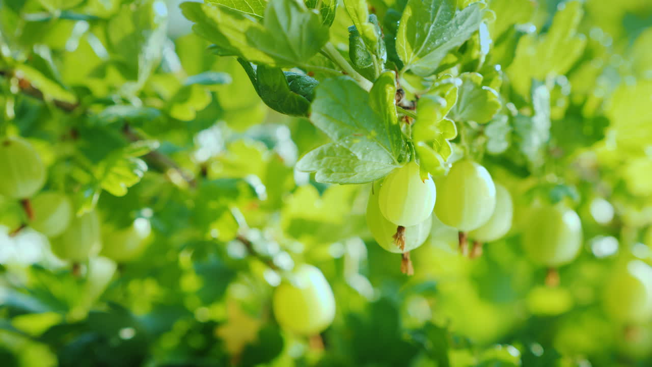 구스베리 베리 비타민과 과일 4k 비디오가 있는 녹색 지점