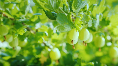 rama verde con bayas de grosella espinosa vitaminas y frutas video 4k