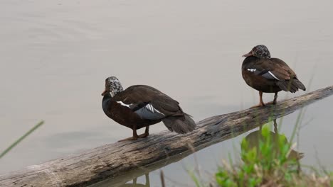 Dos-Individuos-Descansando-Sobre-El-Tronco-Y-Uno-A-La-Izquierda-Sacude-La-Cabeza,-Pato-De-Alas-Blancas-Asarcornis-Scutulata,-Tailandia