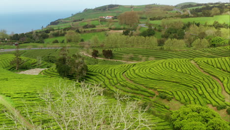 aerial drone view of green tea plantations