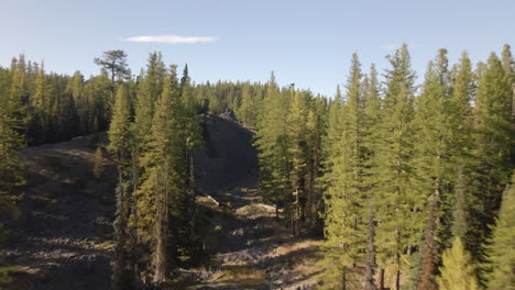 Aerial-view-on-peaceful-pine-forest-on-shore-of-lake-in-Cascade-Range,-USA