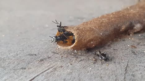 Nahaufnahme-Eines-Stachellosen-Bienenstocks-Oder-Nesteingangs-Mit-Patrouillierenden-Bienen