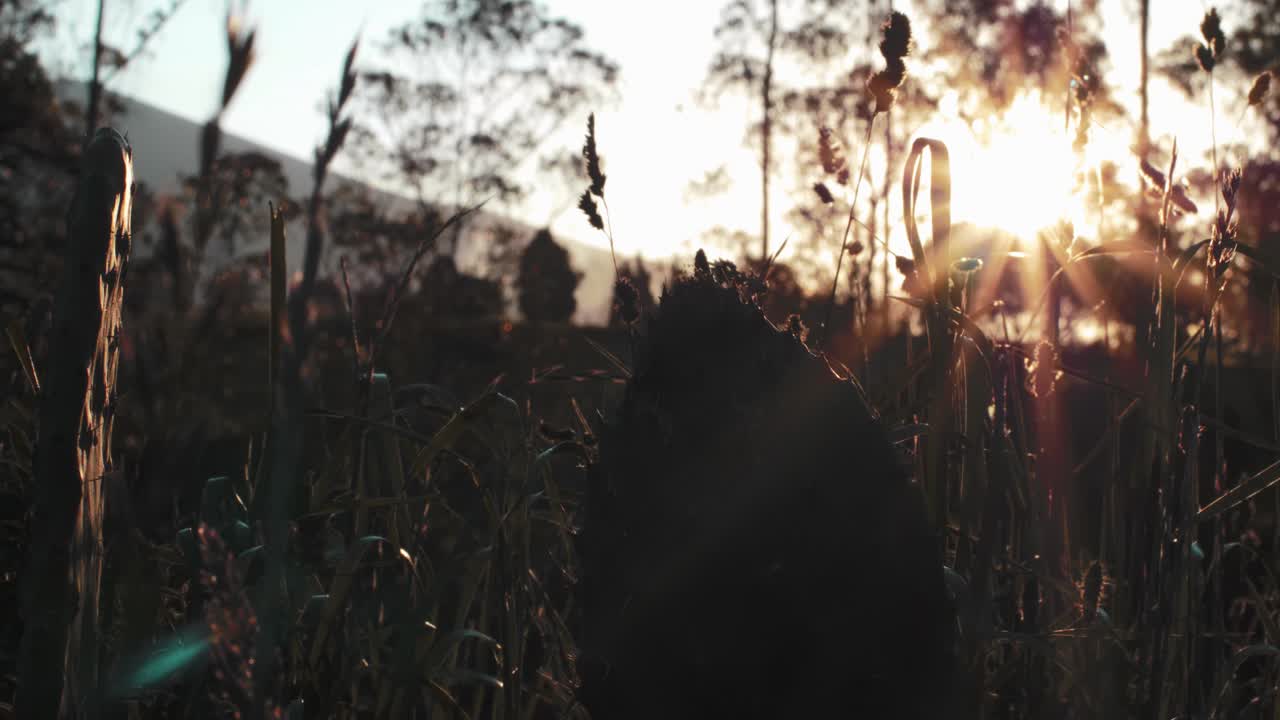 자연 배경, 아침 시간에 녹색 자연을 통해 빛나는 태양, 마차치, 에콰도르