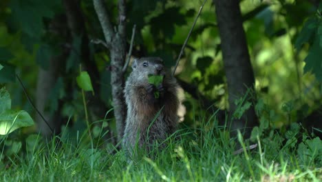 Una-Marmota-Comiendo-Hojas-Bajo-La-Sombra-Del-árbol-En-La-Hierba