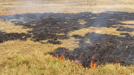 close up of wildfire burning on a grassland