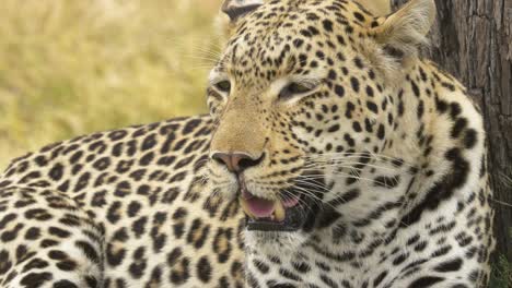 tight shot of a leopard relaxing after eating its prey