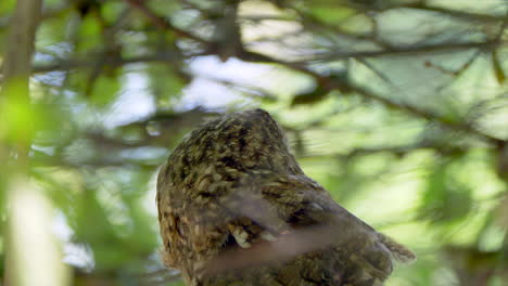 slow motion shot of tawny owl turning head around and observing nature,close up