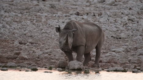 closeup of black rhinoceros drinking water in the stream in africa