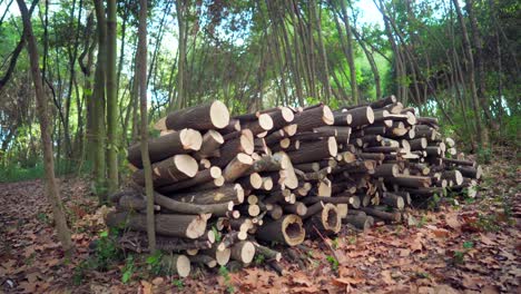 wood logs stacked in a green forest, autumn brown leaves on the ground