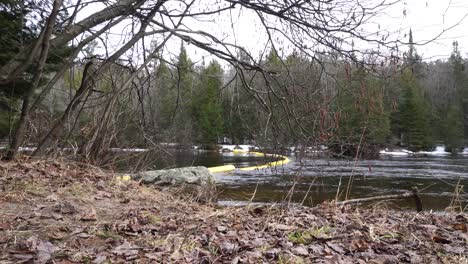 un arroyo pacífico serpenteando a través de un bosque verde