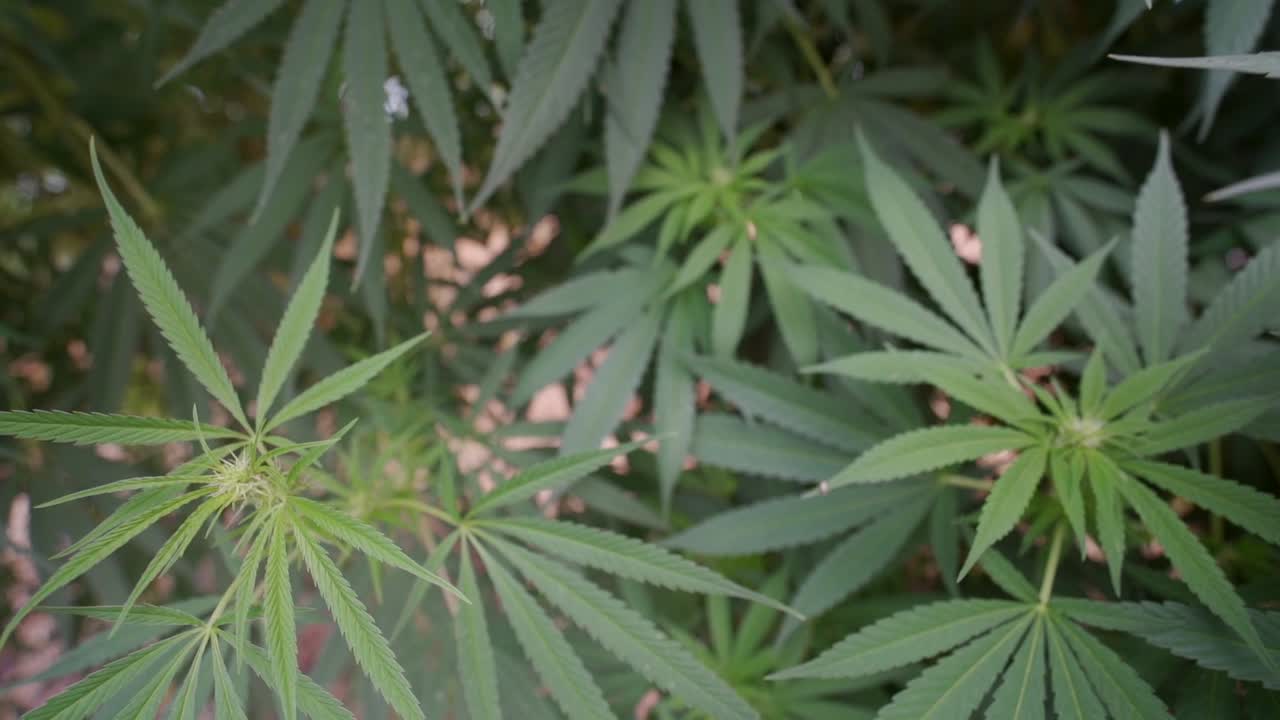 슬로우 모션의 대마초 식물