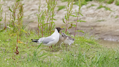 gaviota de cabeza negra alimentando a sus polluelos en las marismas costeras de lincolnshire, reino unido