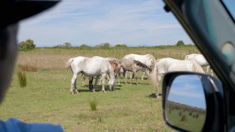 cowboy observing his pack of horses