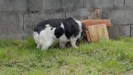 Schöner-Schwarz-weißer-Hund,-Der-Im-Hinterhof-Etwas-Unter-Fliesen-Vergräbt