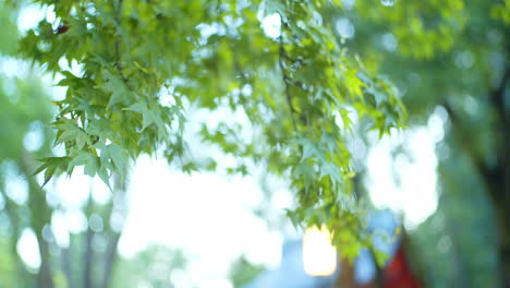 Hermosas-Hojas-Verdes-Con-Un-Bonito-Bokeh-En-Kyoto,-Japón-Iluminación-Suave