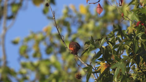 a small cardinal leaving a perching spot