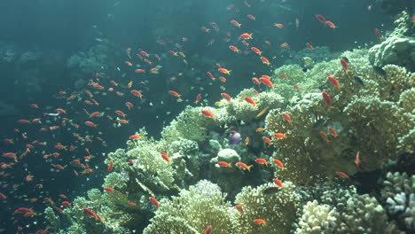 Sea-goldies-dart-in-and-out-in-unison-between-branching-corals-with-sun-rays-glistening