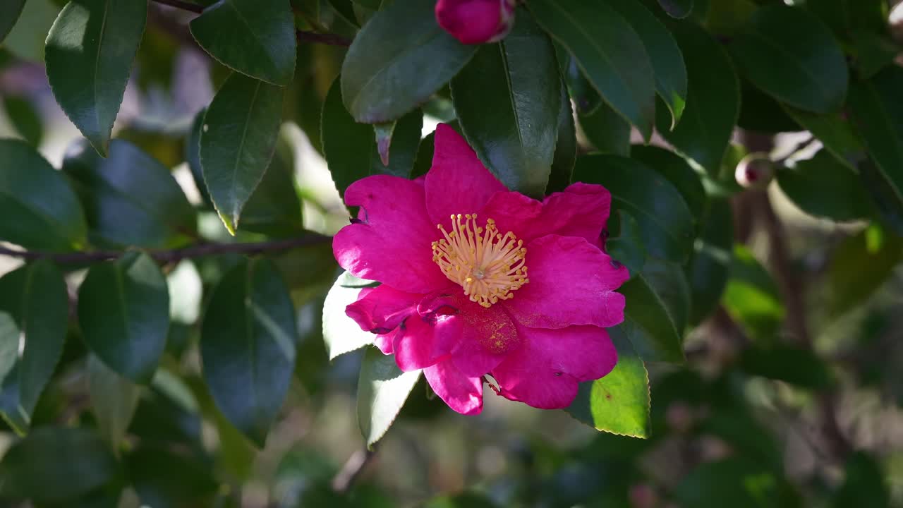 Einzelaufnahme einer japanischen Sazanka-Kamelienblüte.