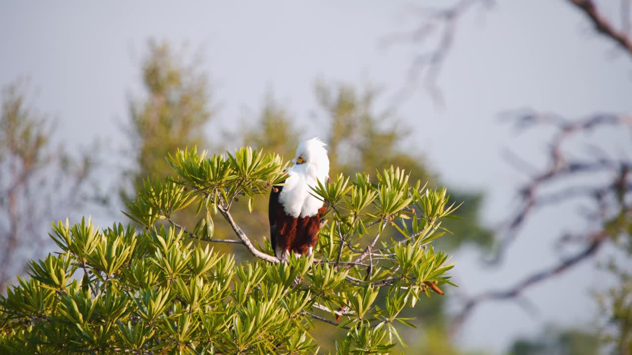 African fish eagle perched on leafy tree and preening his plumage