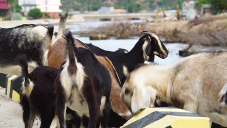 close-up of group of vietnamese goats in front of cement blocks feeding