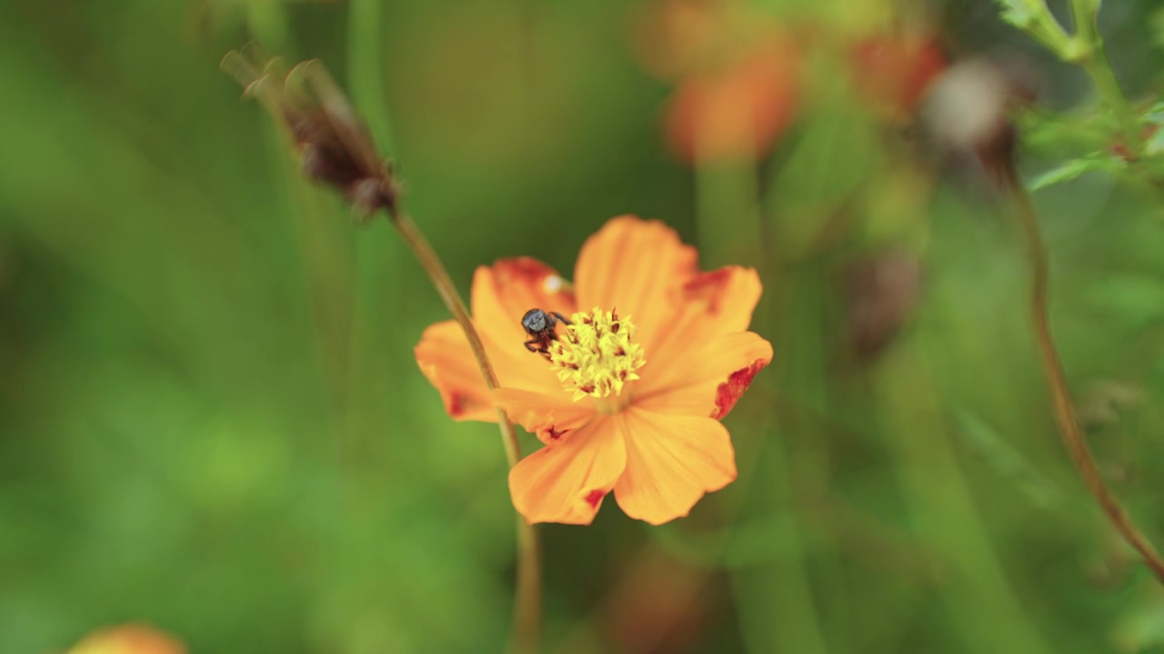 Macro-opname van bovenaf van een kleine zwarte angelvrije bij die nectar en stuifmeel verzamelt van de gele stampers van een levendige oranje cosmea bloem voordat deze wegvliegt.