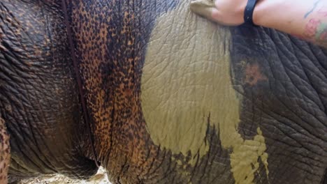 Eine-Erfahrung-Aus-Erster-Hand-Zu-Haben,-Wie-Man-Nassen-Schlamm-Auf-Einen-Wunderschönen-Thailändischen-Elefanten-Aufträgt---Zeitlupe