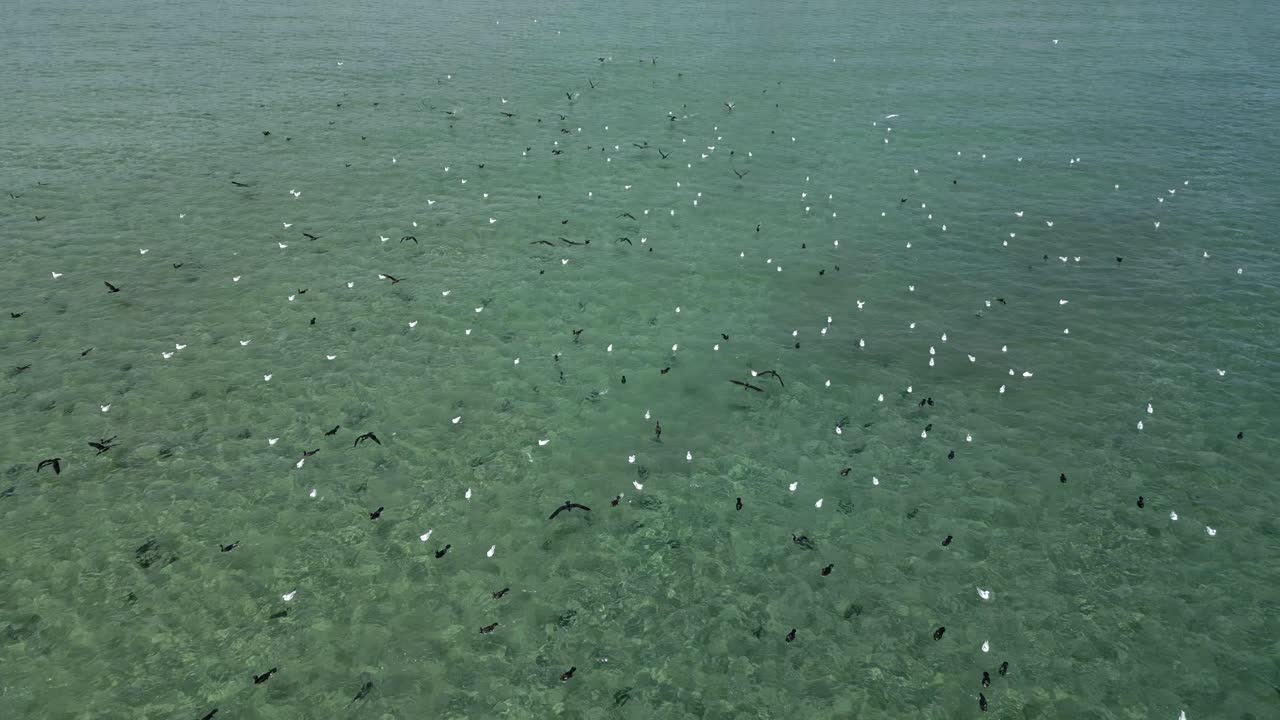 해파리 무리가 연간 이동을 마친 후 사회화하기 위해 해안의 번식지로 모입니다.