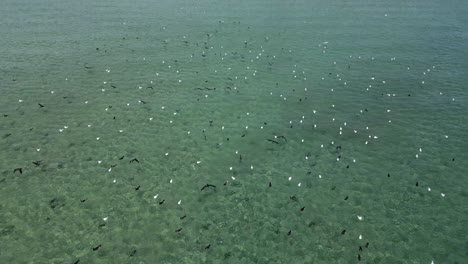 a flock of seabirds gather to a coastal breeding ground to socialise after their annual migration