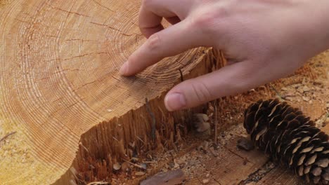 woman hands counting age rings on fallen tree stump, close up view