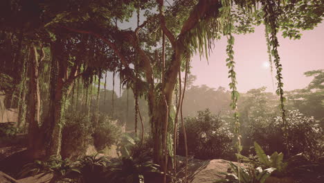 dense jungle at sunrise