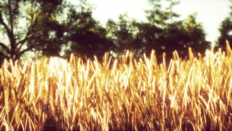 Scene-of-sunset-or-sunrise-on-the-field-with-young-rye-or-wheat-in-the-summer