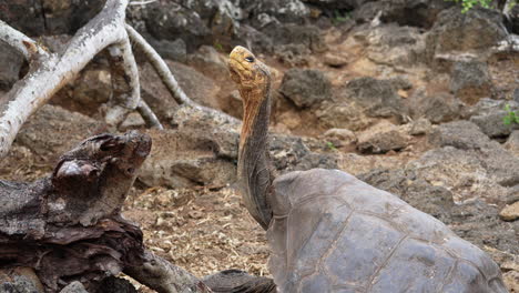 giant saddleback galápagos with raised neck at charles darwin research station on santa cruz island. slow motion