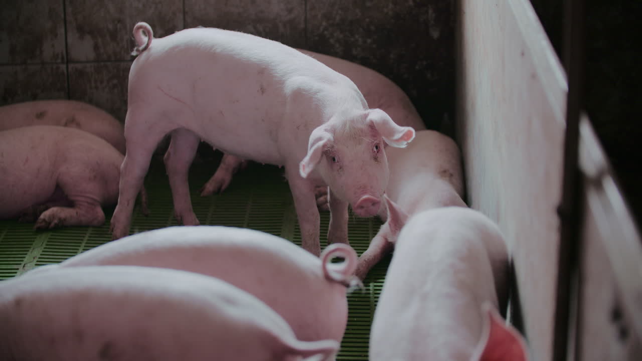 Group of Pigs in a Piggery