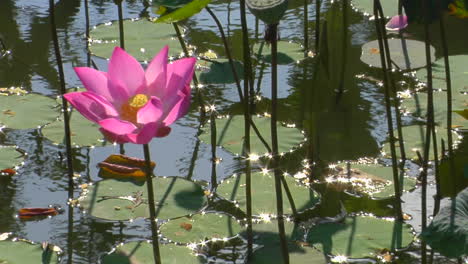 Eine-Seerose-Schwimmt-In-Einem-Teich-1