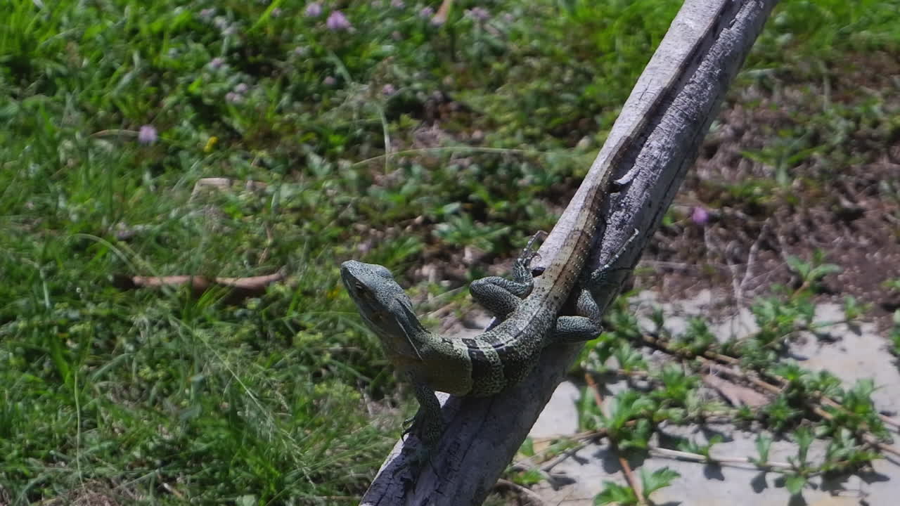 pequeño lagarto verde de bandas posa en la rama de un árbol en el bosque de honduras