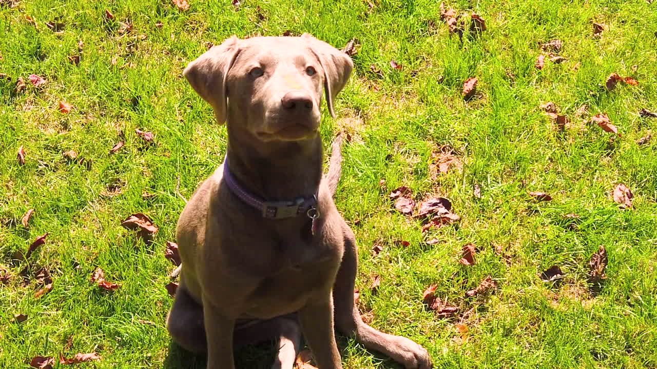 풀밭에 앉아 있는 아름다운 은색 래브라도 리트리버 개
