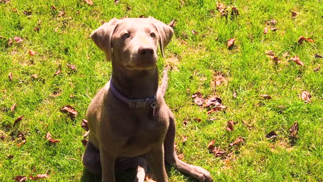 beautiful silver labrador retriever dog sitting on the grass