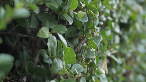 toma de enfoque de movimiento y estante en la vegetación más verde durante el día - toma de mano