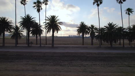 Palm-Avenue-In-Mikwe-Israel-Während-Eines-Sommersonnenuntergangs-–-Pullback-Enthüllungsaufnahme