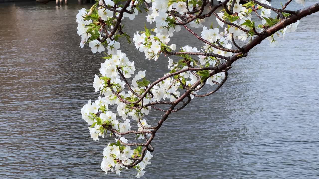 Blooming cherry blossoms swaying in the breeze along Tokyo's peaceful waterfront