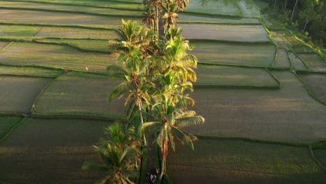 Toma-Aérea-De-Primer-Plano-De-La-Carretera-Con-Palmeras-Rodeadas-De-Campos-De-Arroz-Verde-Durante-El-Amanecer-En-Bali,-Indonesia