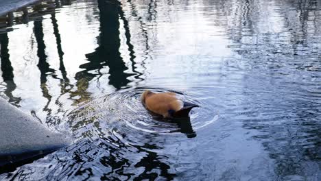 duck in a lake in the city park a cold day sky reflection