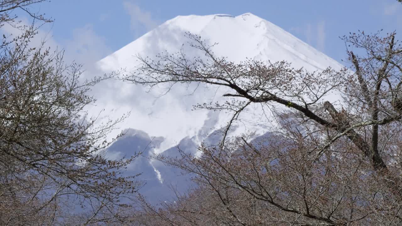 Famous Shingashi River Sakura spot near Kawaguchiko with Mt. Fuji in background
