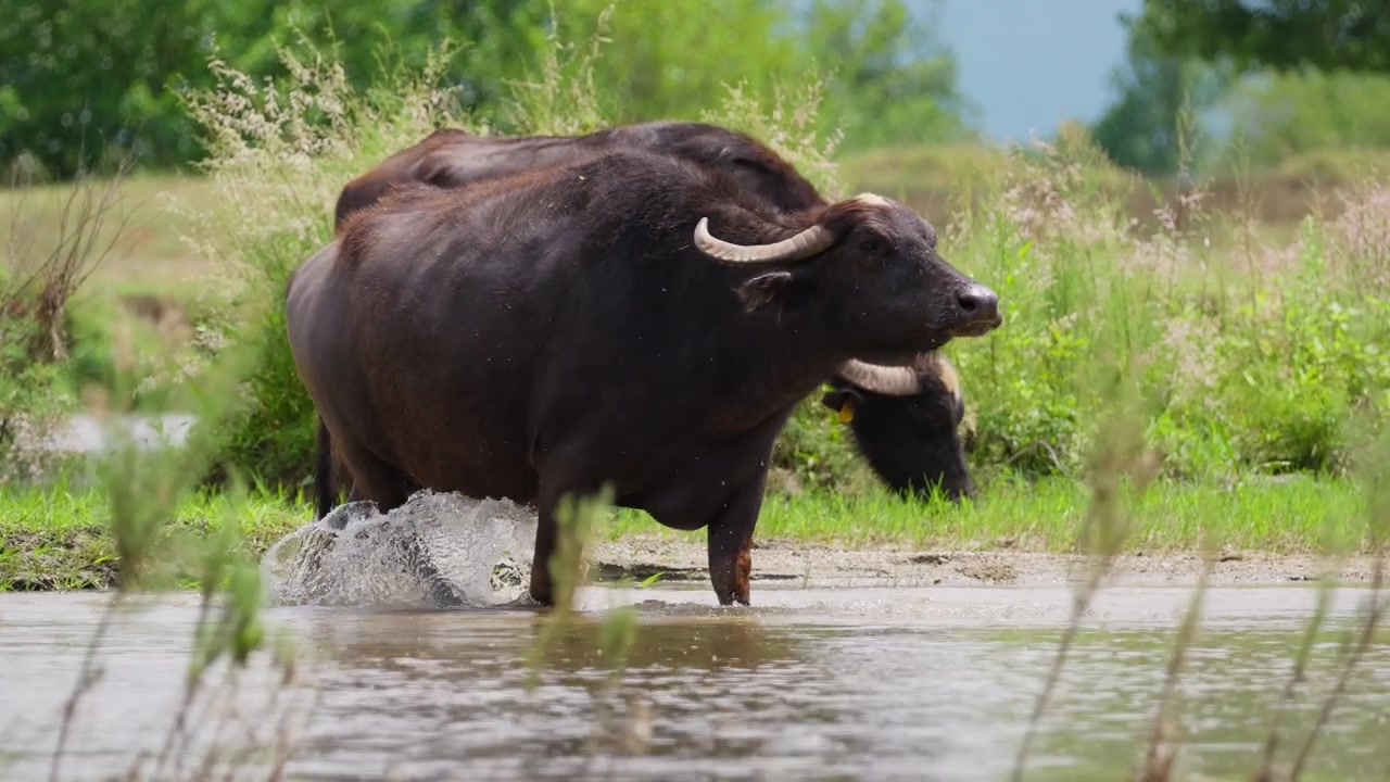 Bufalo d'acqua scuro con corna ricurve cammina in acqua bassa sul ciglio della strada in una zona rurale. La telecamera si sposta a destra seguendo il movimento laterale dell'animale attraverso l'inquadratura in un paesaggio primaverile verde