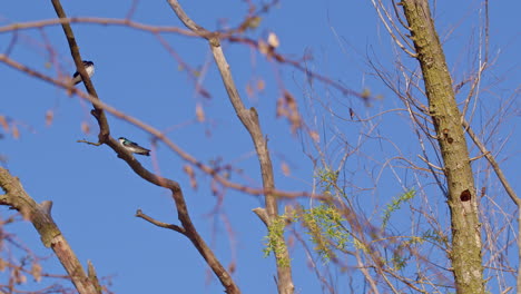 purple martins twist through spring skies in high-speed slow motion.