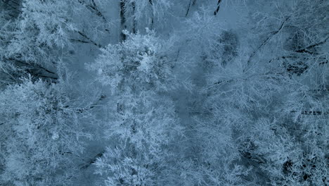 Dosel-De-La-Carretera-Del-Condado-Por-Follaje-De-Abeto-Helado-Durante-El-Invierno-Cerca-Del-Pueblo-De-Pieszkowo,-Polonia