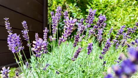 purple lavender flowers blooming in a sunny garden