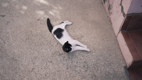 un gato relajado descansando en el pavimento