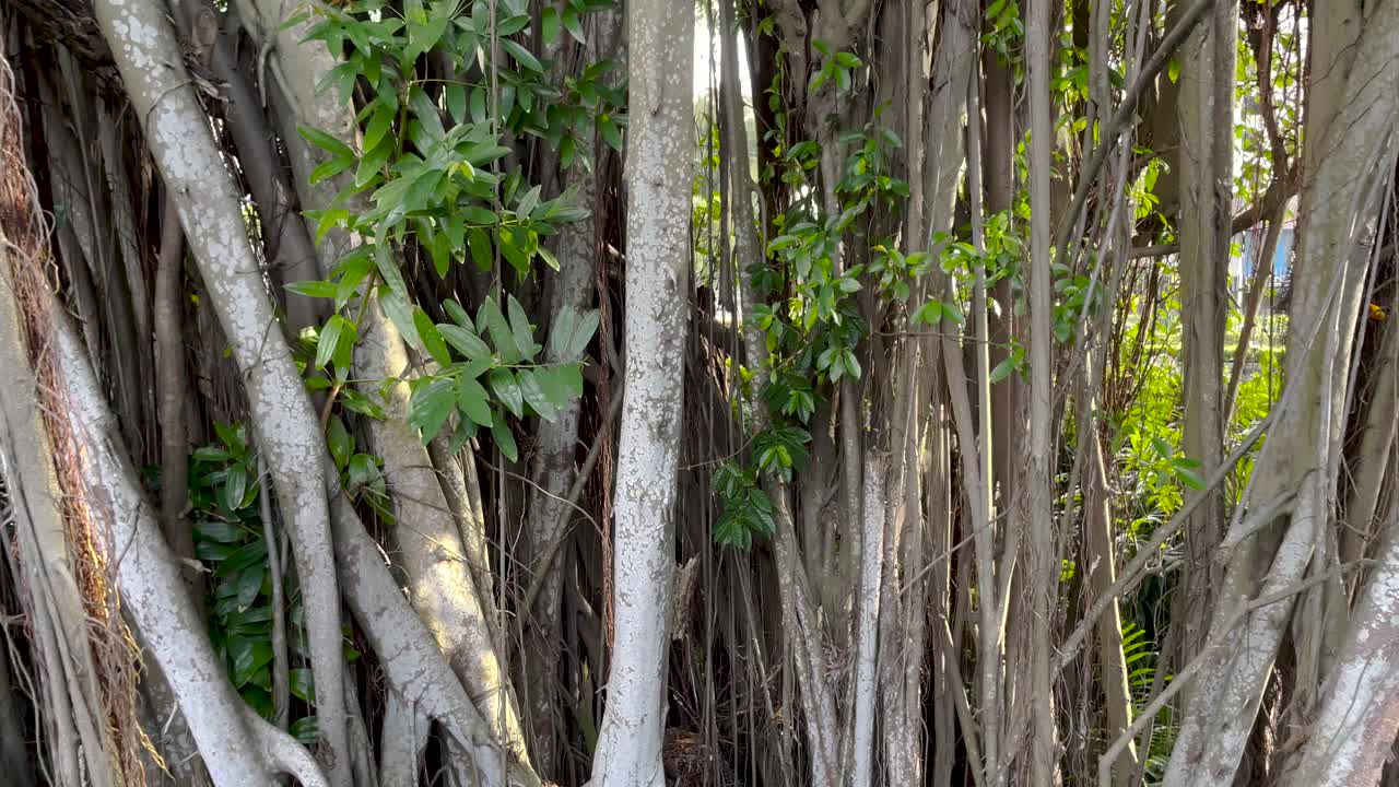 Close up of roots and trunk of Banyan tree , Zhong Shan Park, Singapore